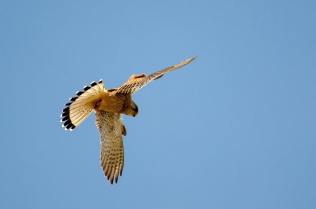 Turmfalke