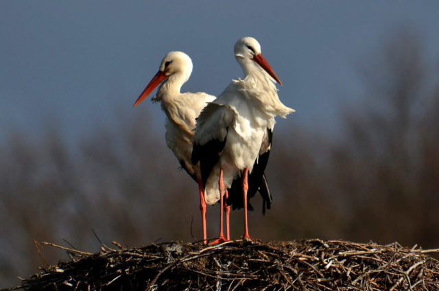 Storchenpaar auf dem Nest in der Disselmersch, Hamm