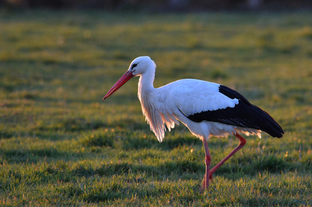 schreitender Storch auf Nahrungssuche in den Ahsewiesen (Lippetal)
