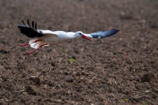 auffliegender Weißstorch