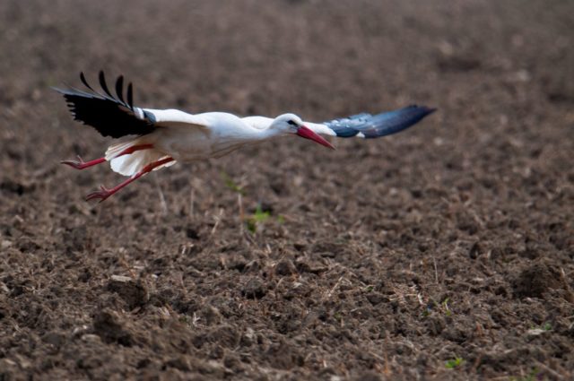 auffliegender Weißstorch